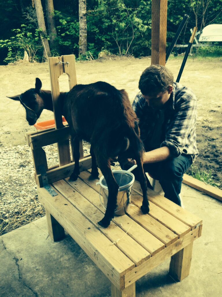 David milking our goat on a milking stand he made.
